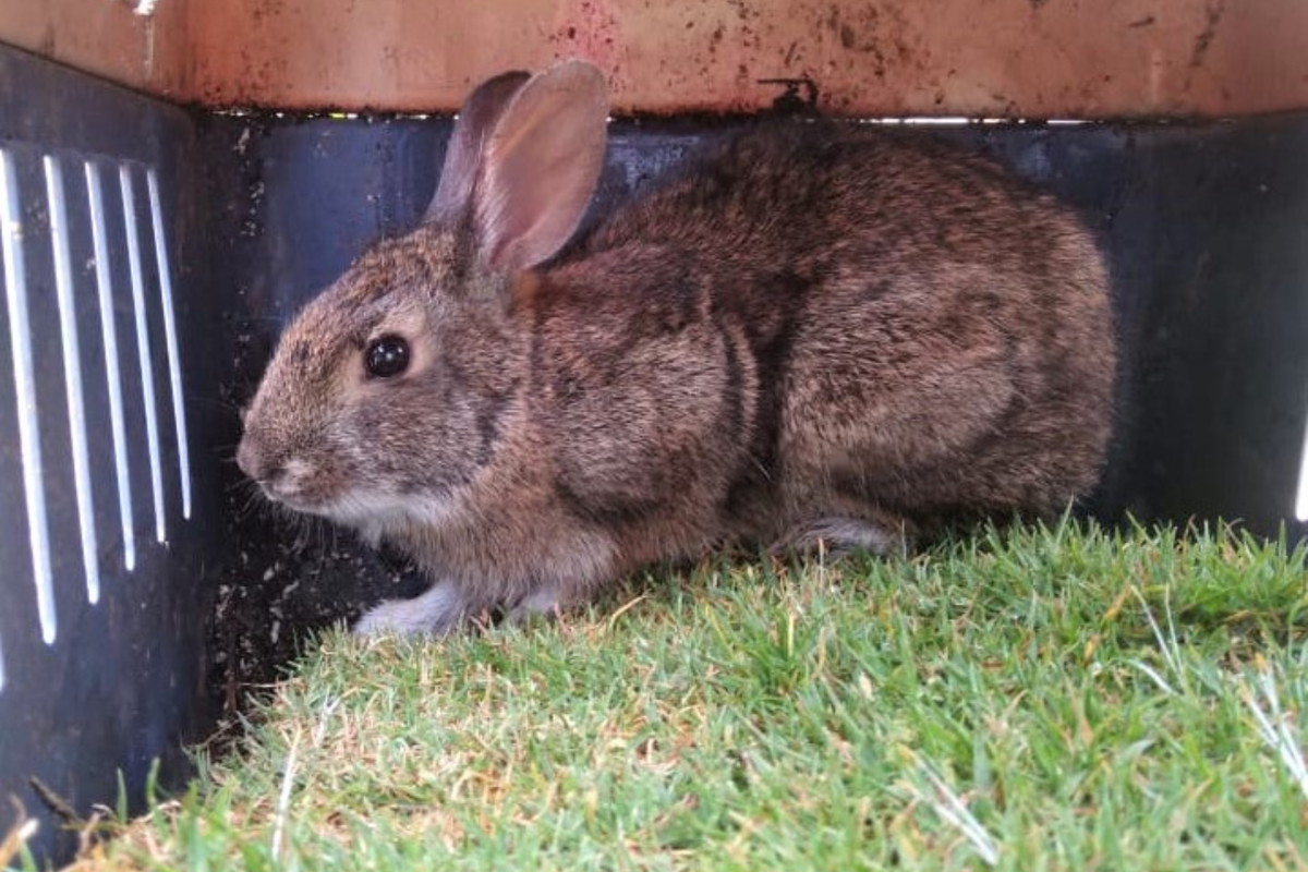 Omiltemi Cottontail Rabbit captured