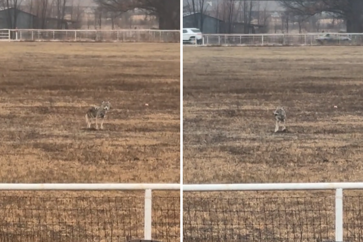 Coyote spotted in backyard