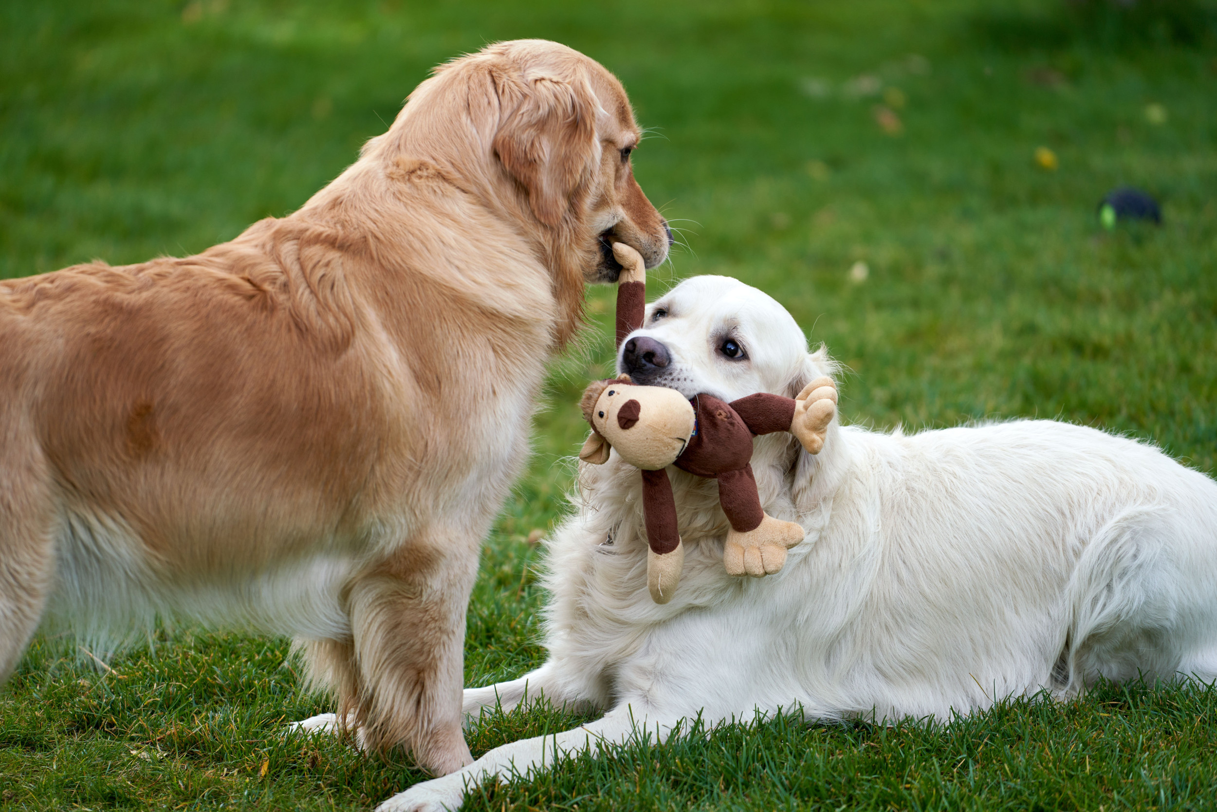 Golden Retriever Puppy Tries to Steal Sisters Toy, Backfires