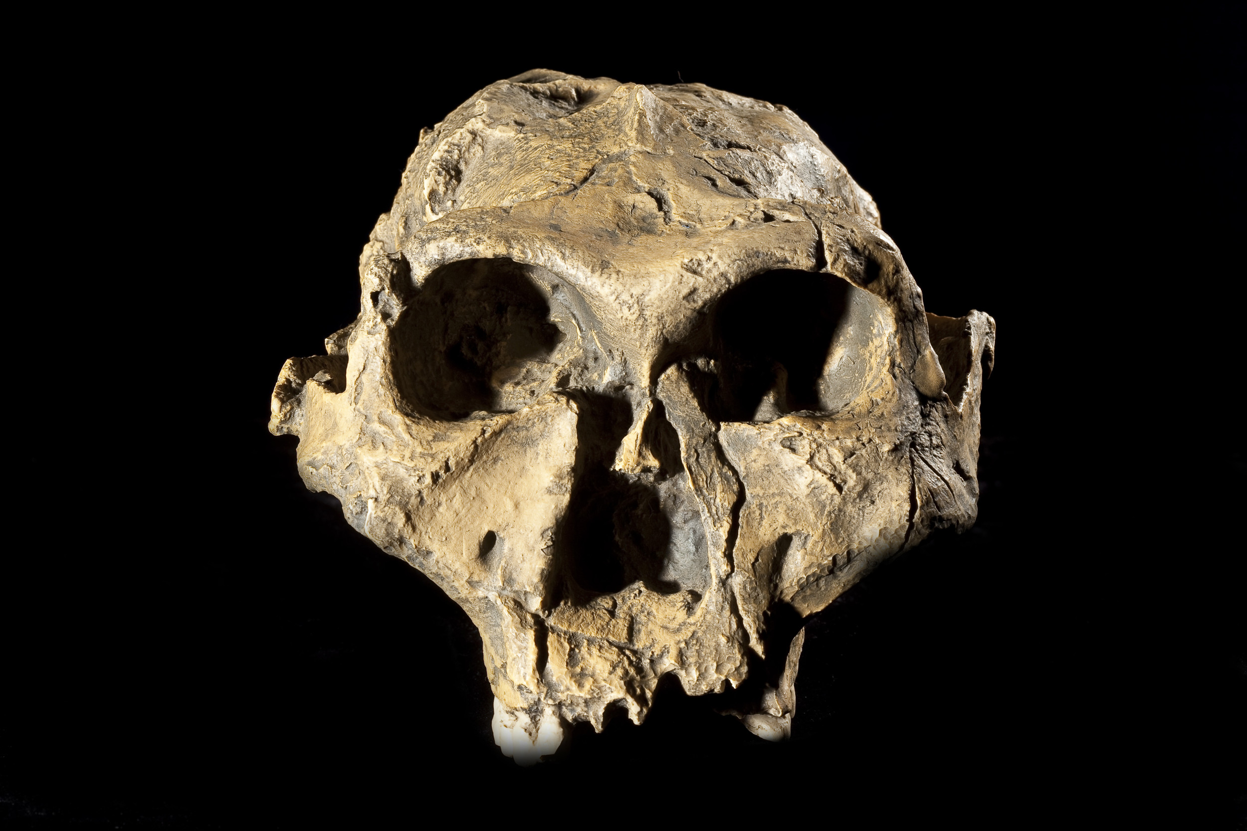 Our Ancestors Were Vegetarian, Archaeologists Find