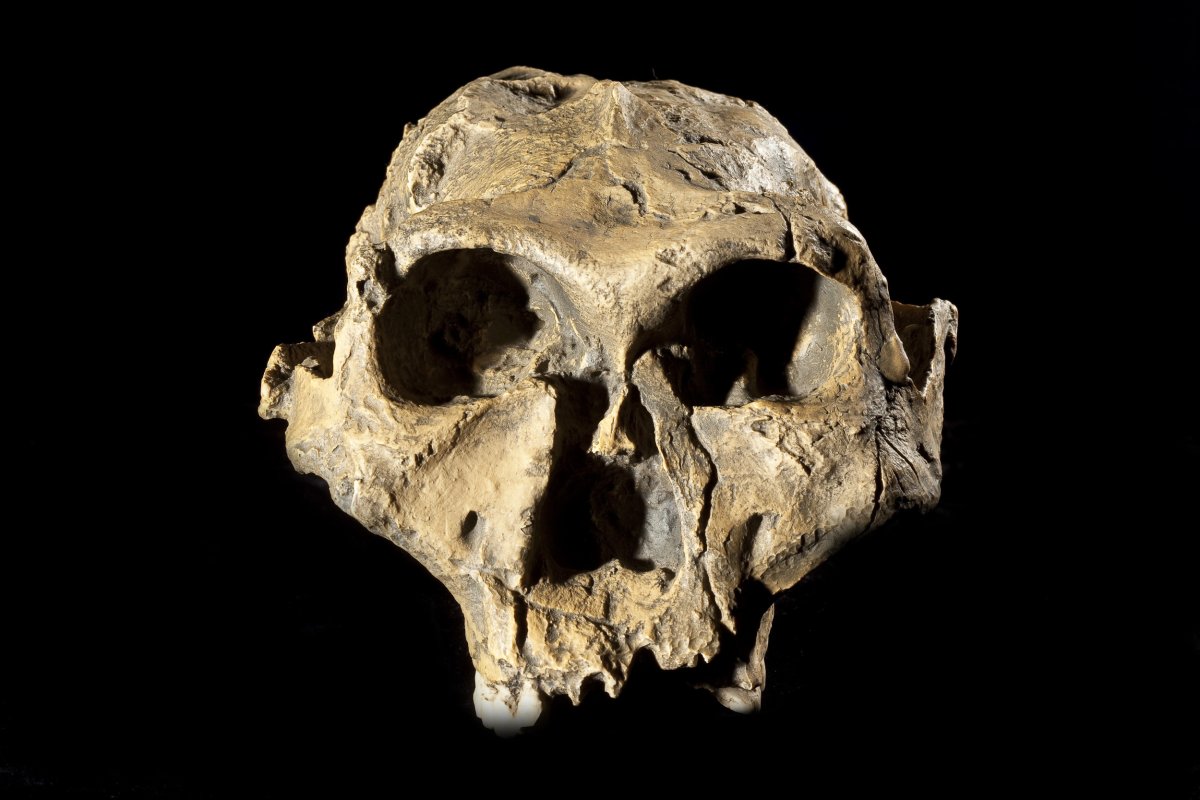 Australopithecus skull