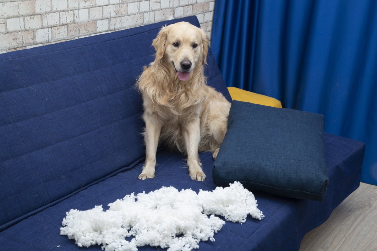 Stock image of dog ruining cushion.