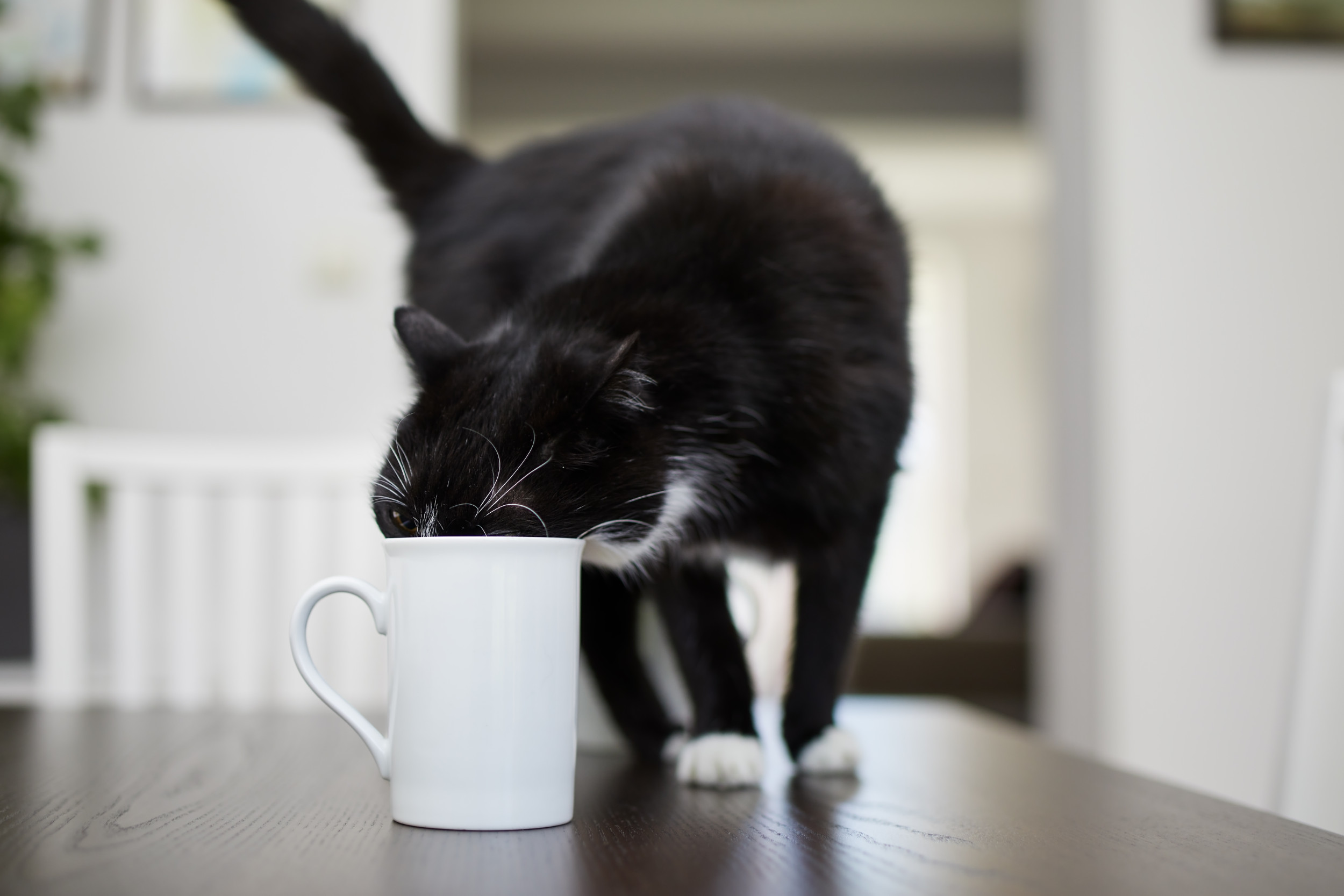 Hysterics at How Black Cat Quite Literally Gets the Cream