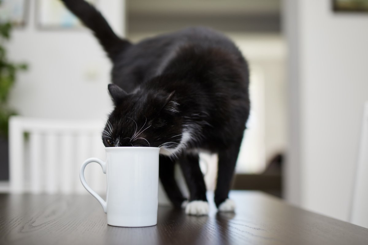 Black Cat Drinks From Kitchen Counter