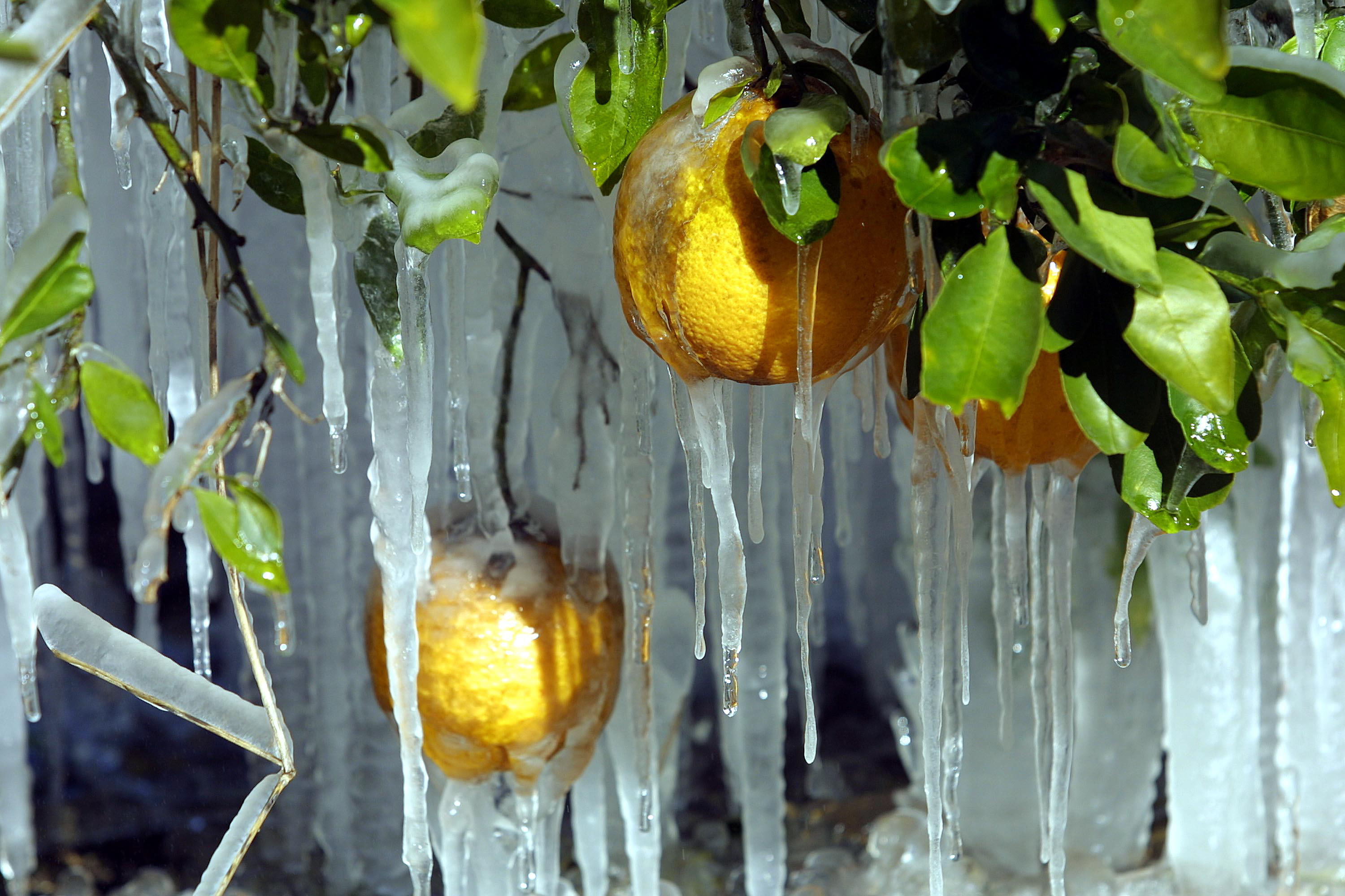 Map Shows Florida Cities Bracing for Potential Snow