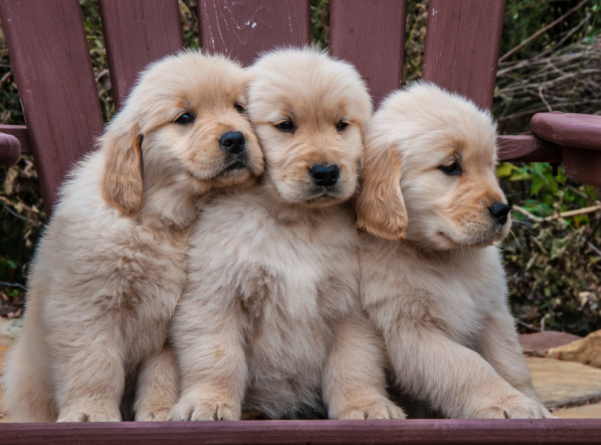 Trio Of Golden Retriever Puppies Sit Outside