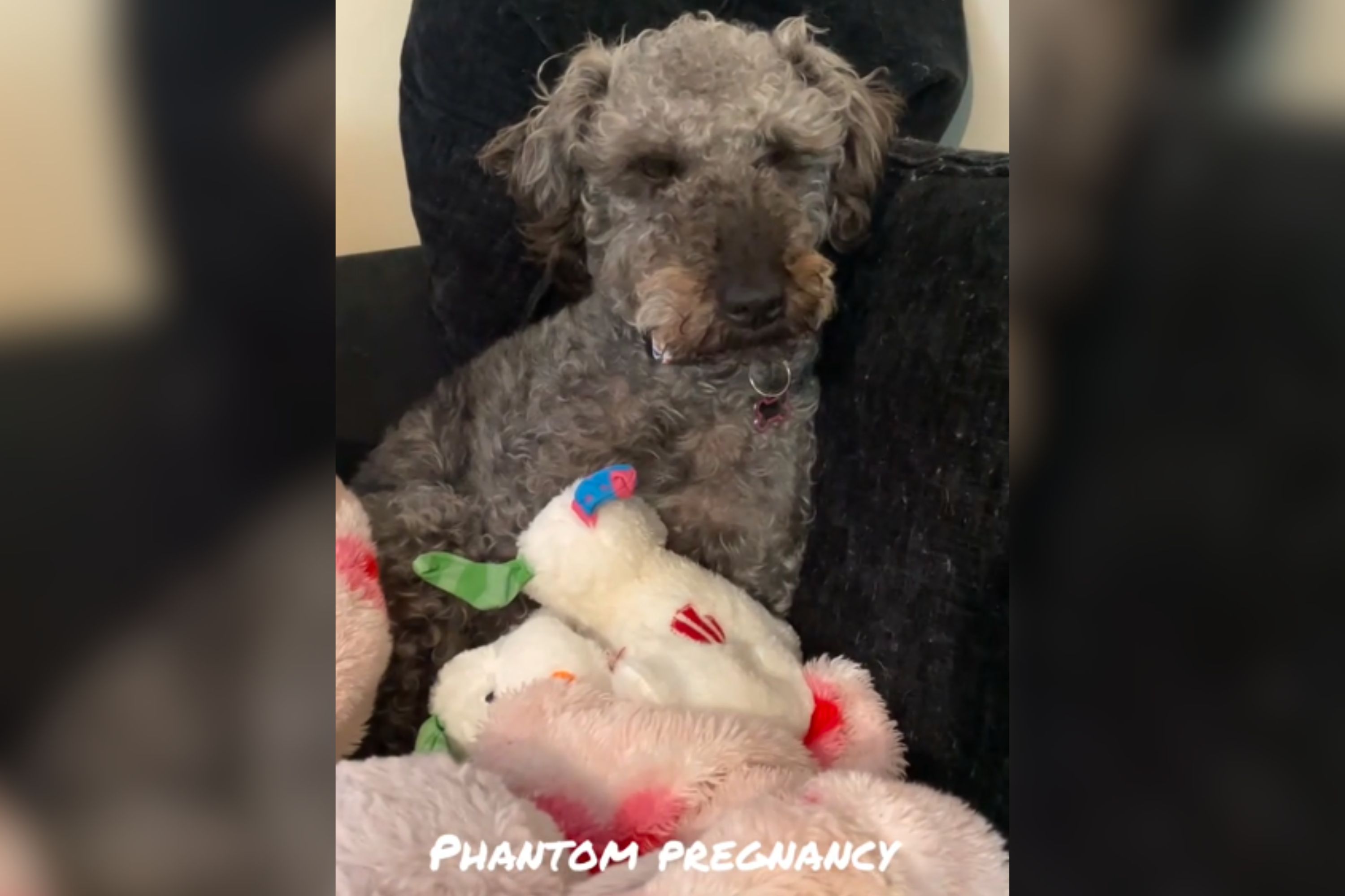 Hearts Break As Dog Going Through Phantom Pregnancy Mothers Toys Instead