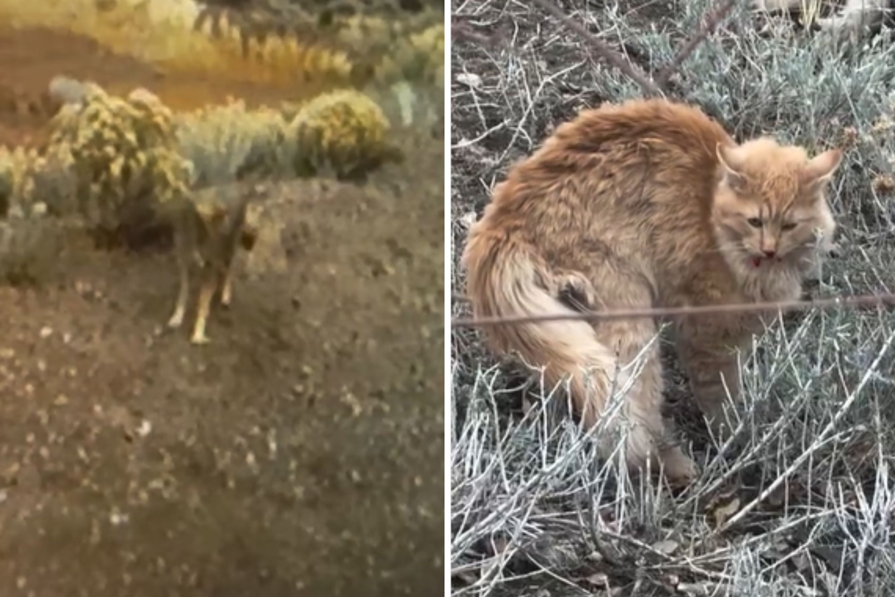 Nevada Man Hears Coyote Attacking Cat—CCTV Captures Him Taking Quick Action