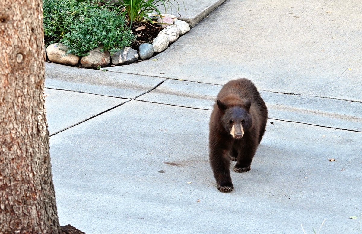 black bear on street