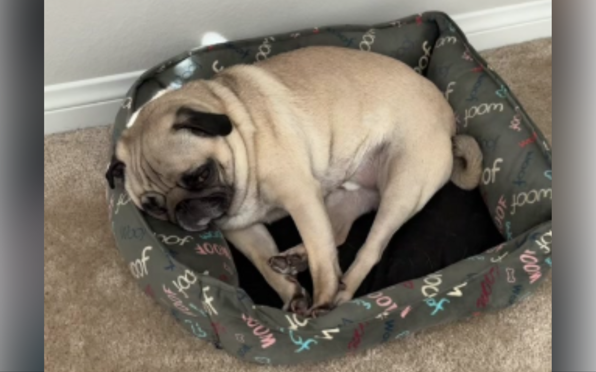 Junior the rescue pug looks sad.