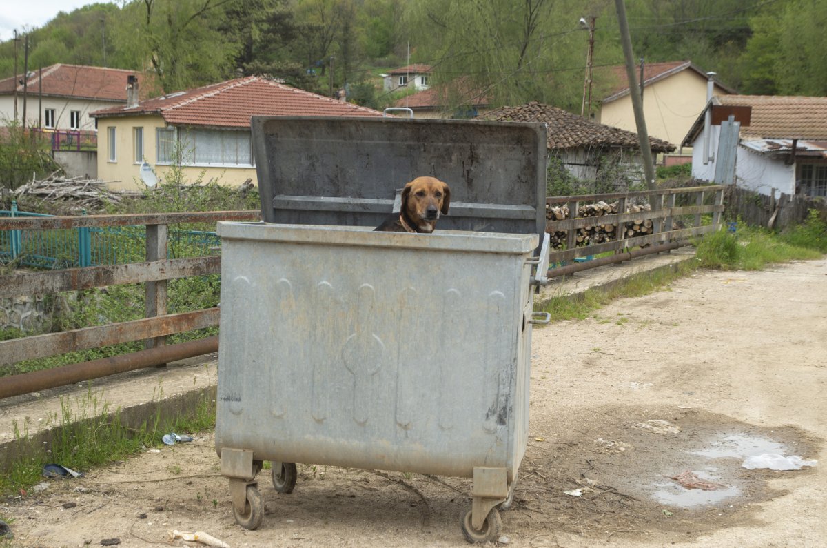 Stock image of dog in trash.