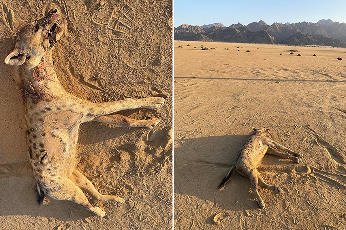 ハイエナの死体