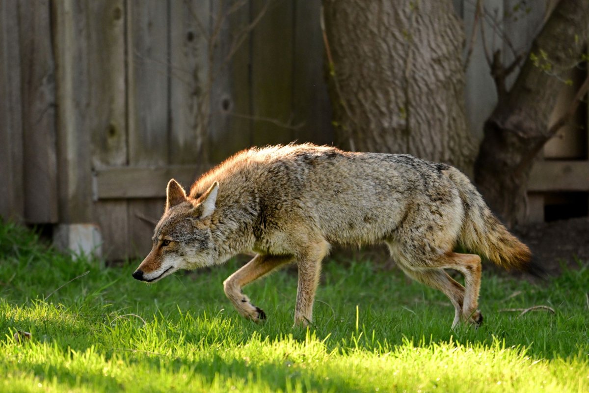 Coyote hunting in backyard