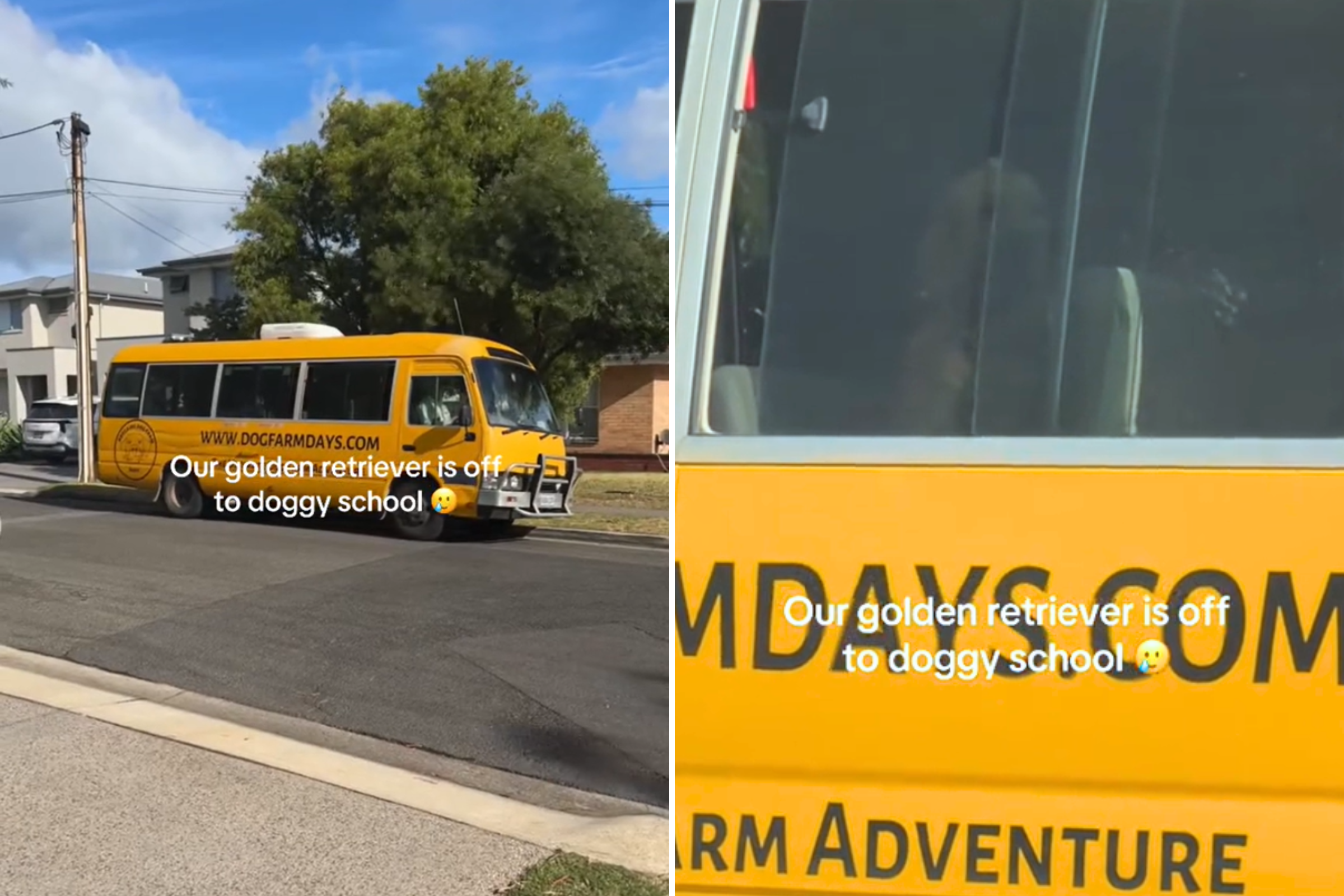 Golden Retriever Feeling Left Out Has First Day at Dog School, Goes Viral