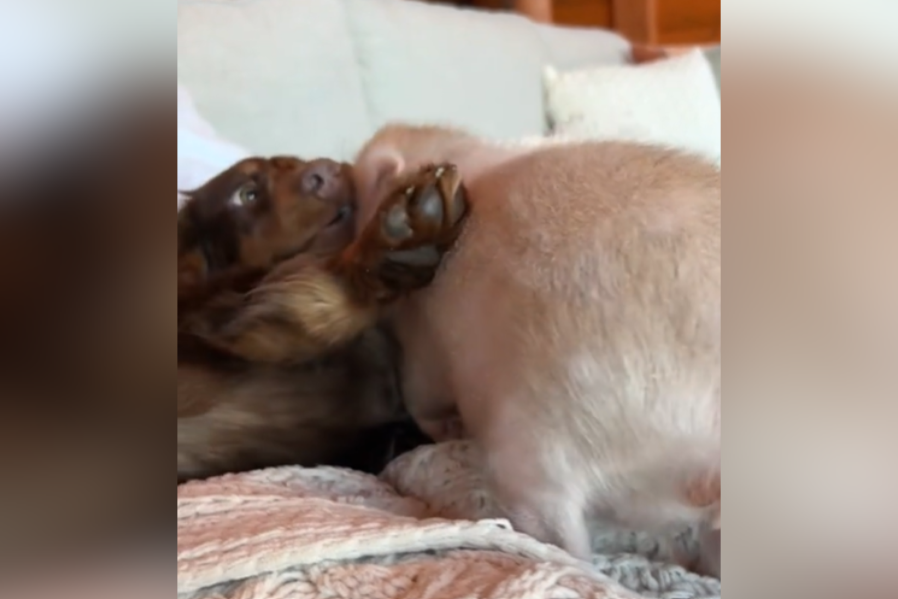 Tears at Tiny Pig Just Wanting Love From Mini-Dachshund Brother