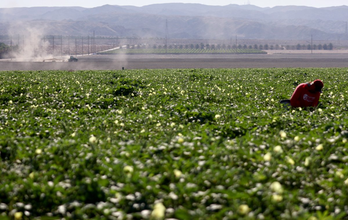 Farm worker in California 