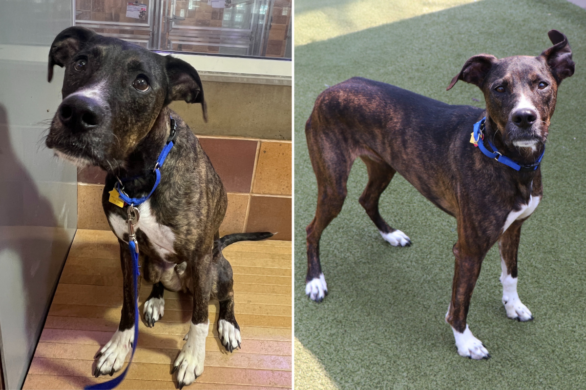 Dog Who Thought He'd Found Forever Home Returned to Shelter 5 Years