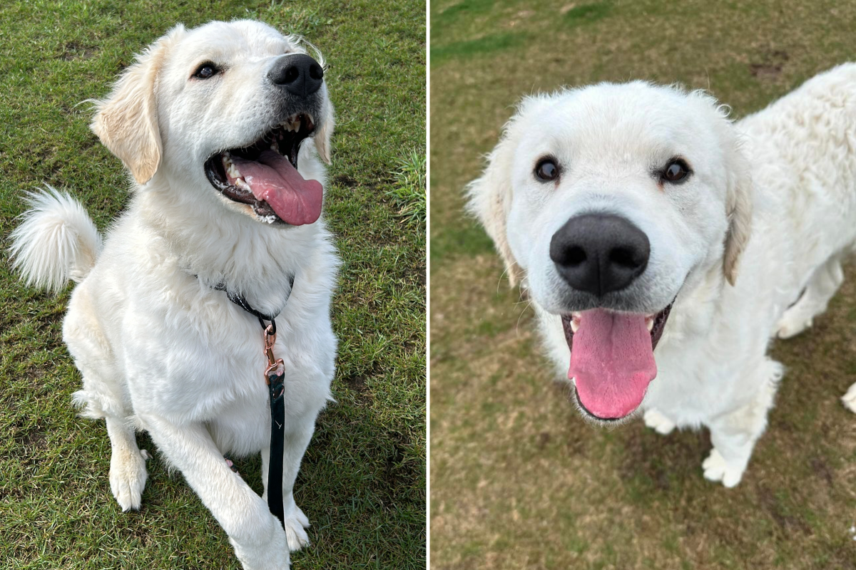Timmy Dog Staff Take Turns Saying Bye to Shelter's Longest Resident After ...