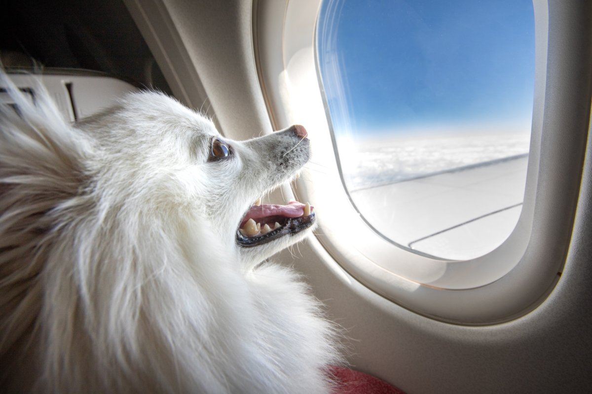Dog smiling on plane