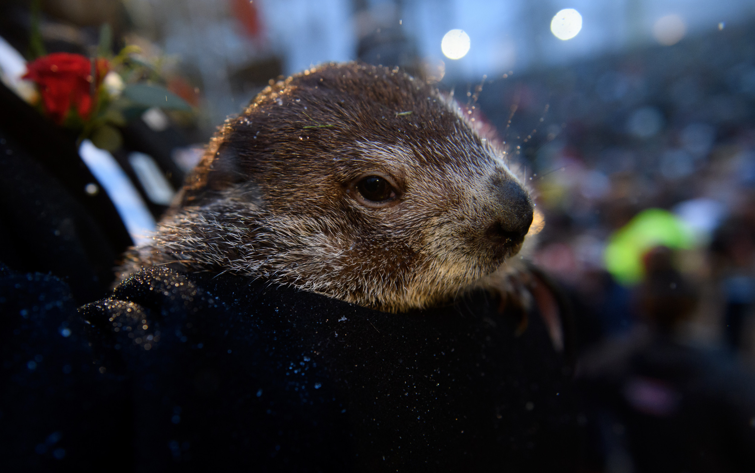 The Results Are In Punxsutawney Phil Makes His 2025 Groundhog Day