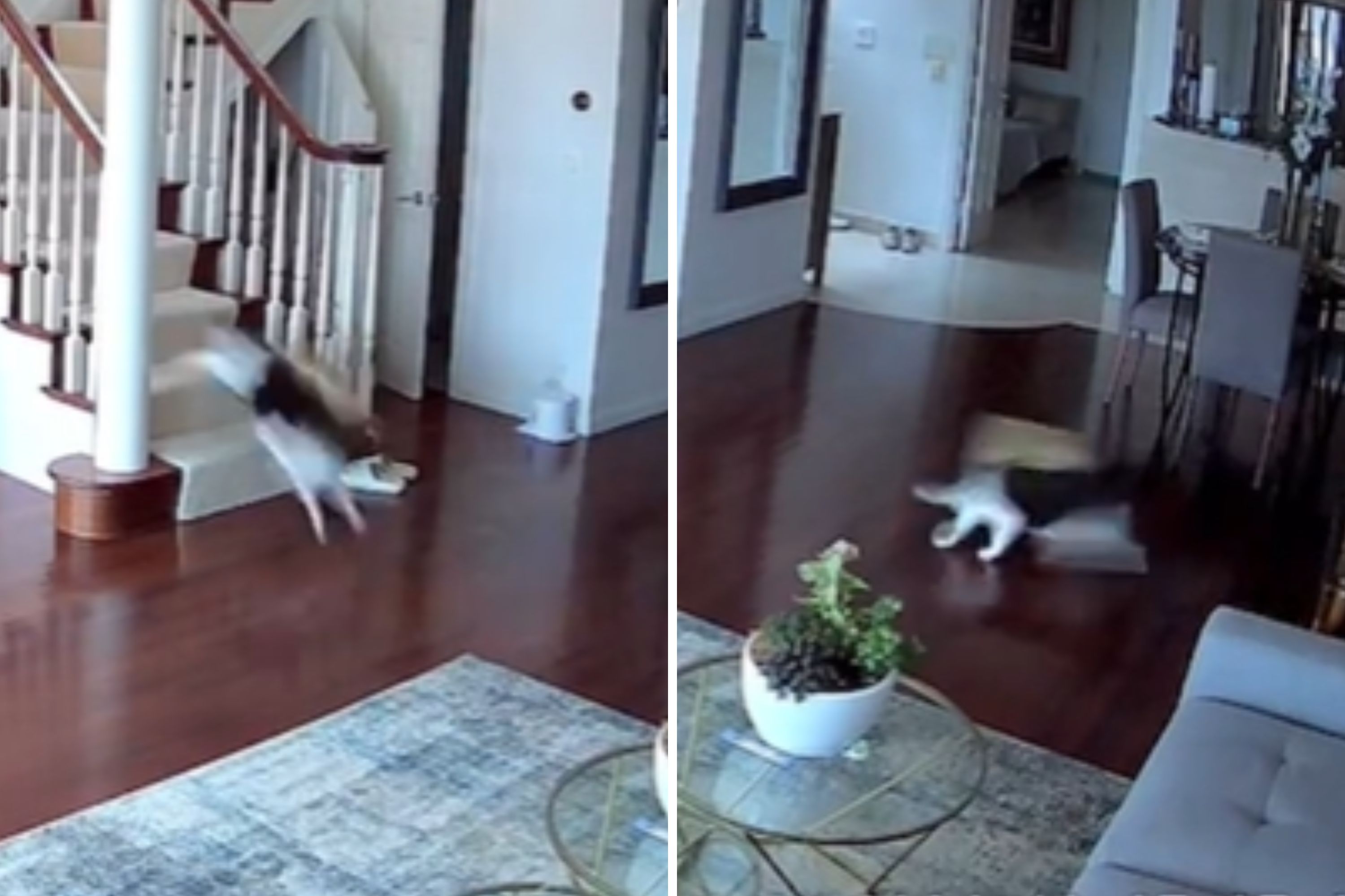 Owner Gets Pet Camera To Check In While on Vacation—Unprepared for Result