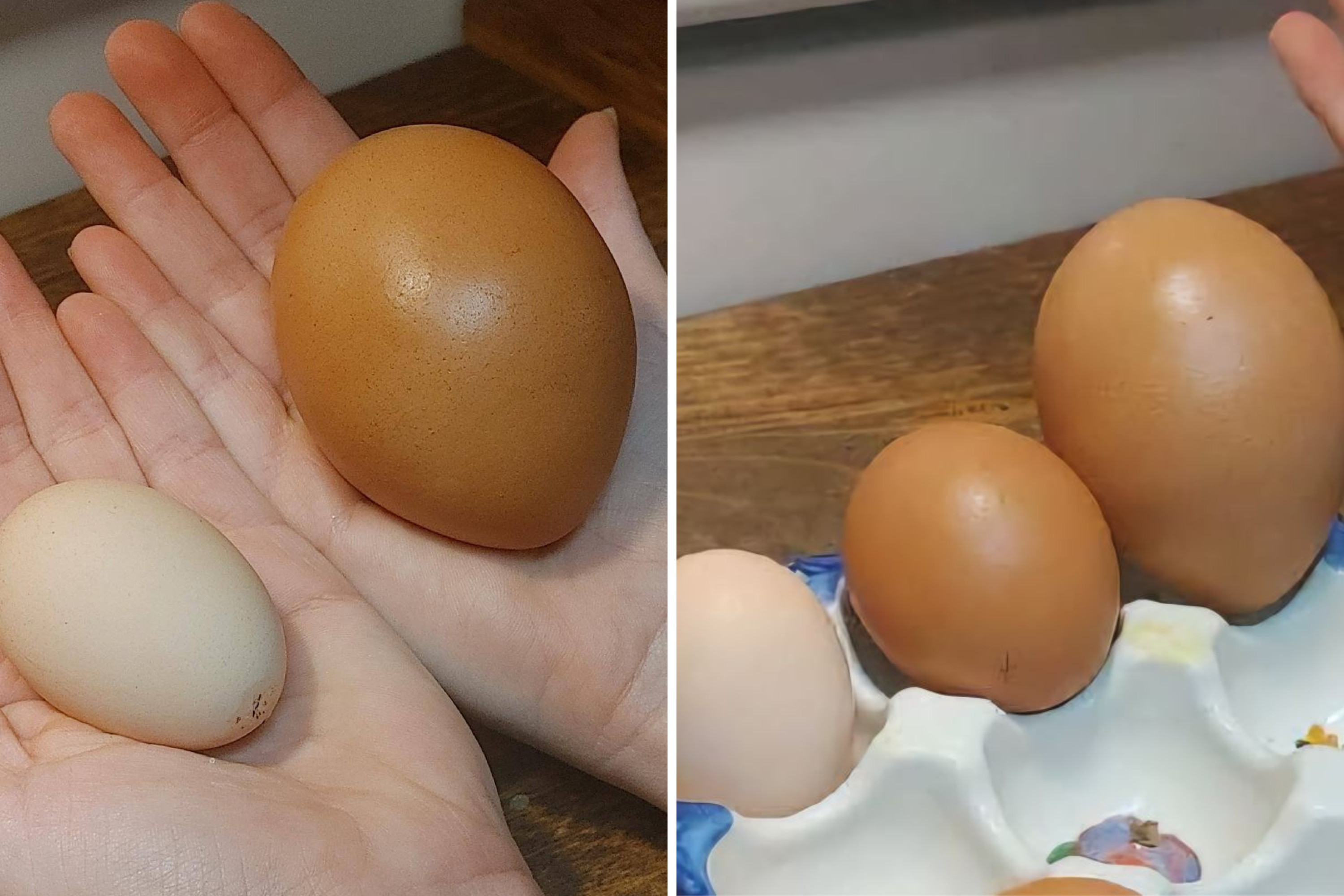 Woman speechless at 'huge' egg laid by chicken—then sees what's inside
