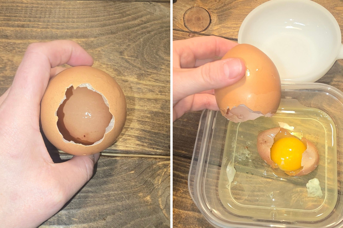 Egg