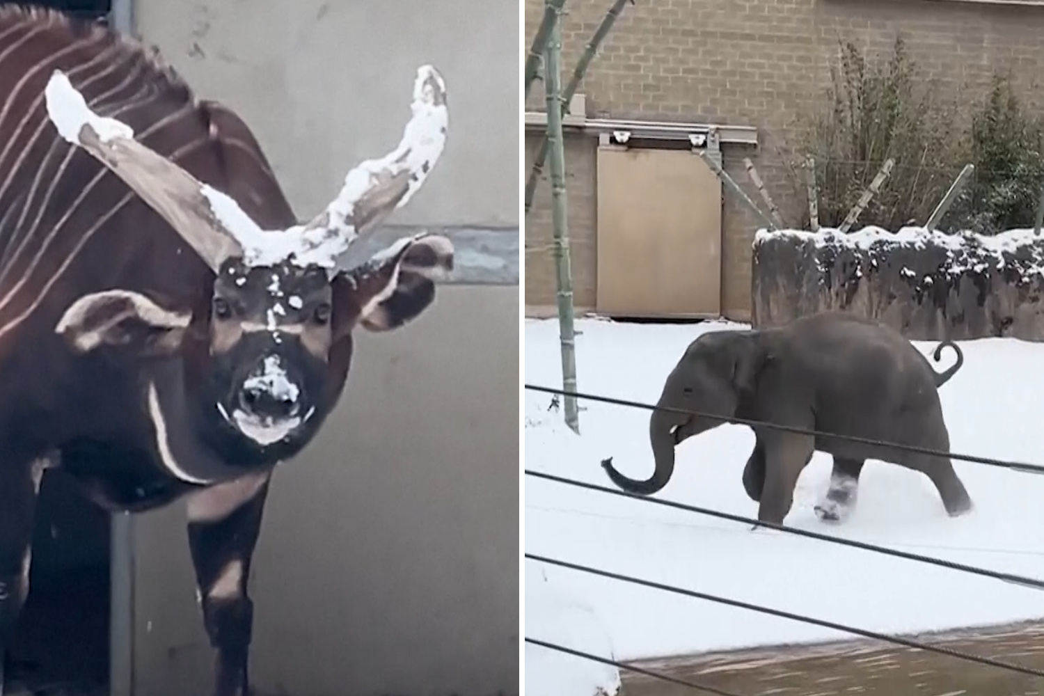 Watch rare moment elephants, lions and other zoo animals play in Texas snow