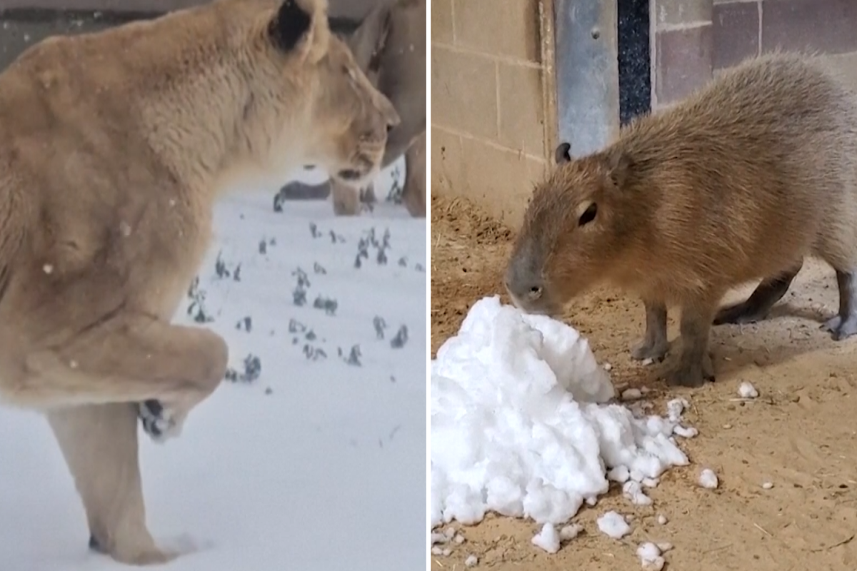 Zoo animals in snow