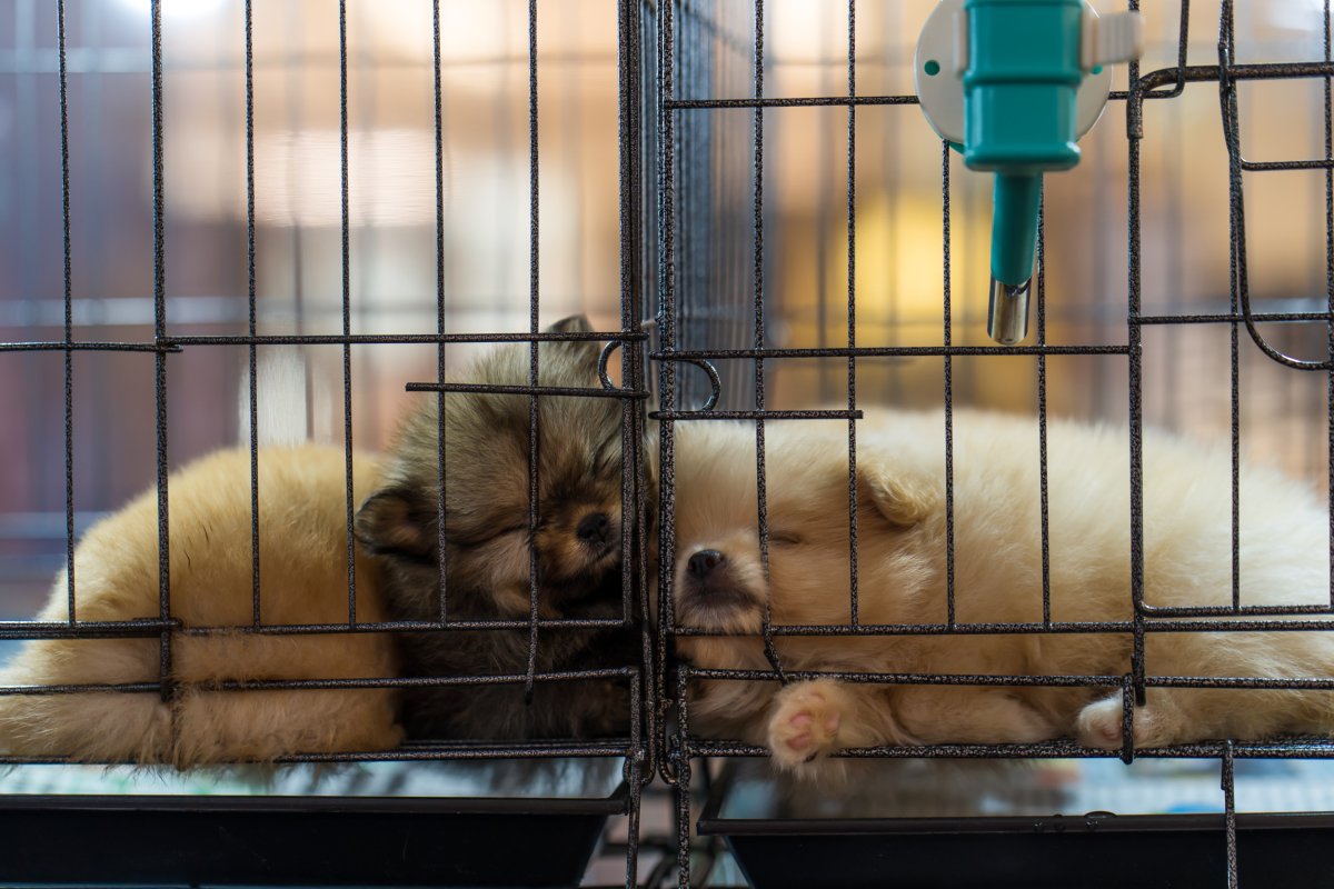 Two Puppies In Crate At Pet Store