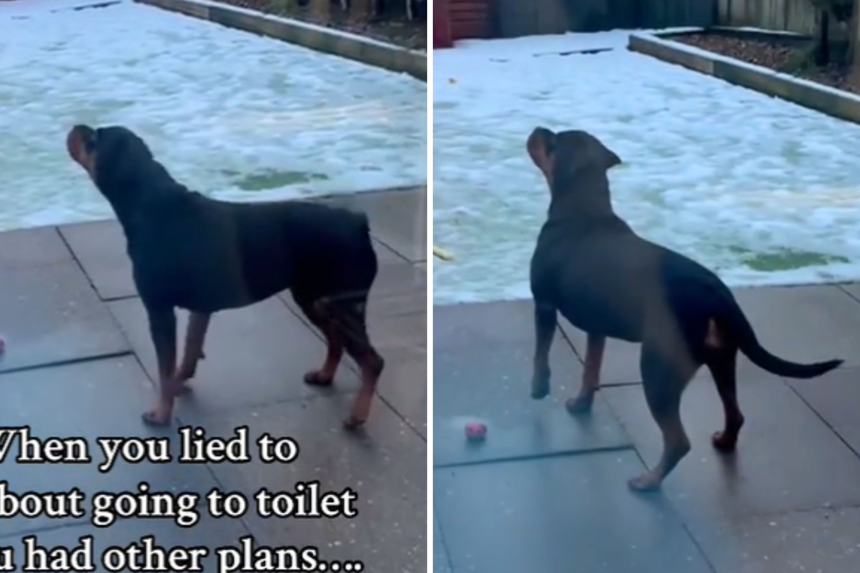 Dog fakes potty break to go out, owner soon learns why: "Had other plans"