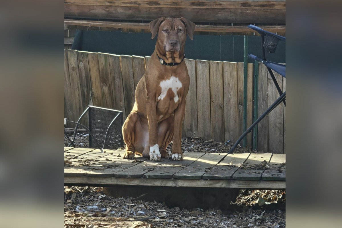Dog hiding under porch