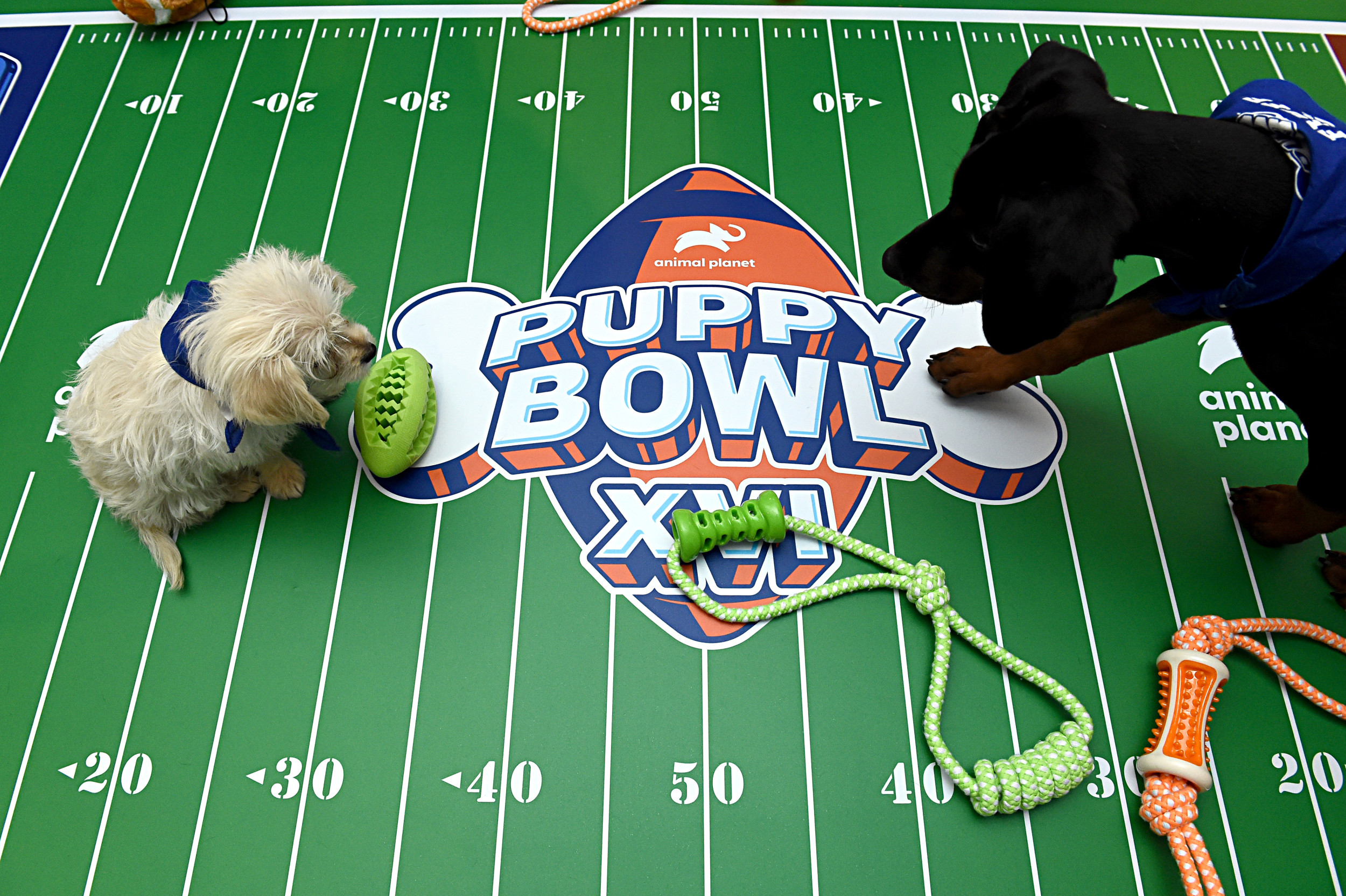 What to Know About the 2025 Puppy Bowl Newsweek