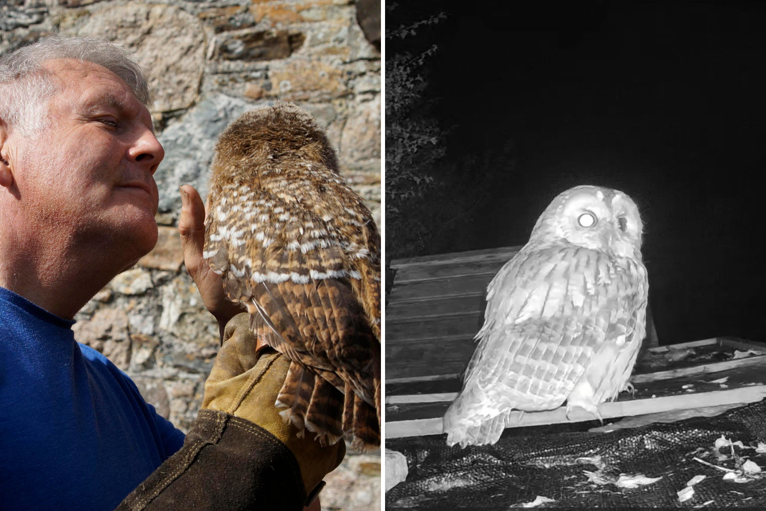 Man Nurses Wild Animal Back to Health, It Returns Every Night to Thank Him