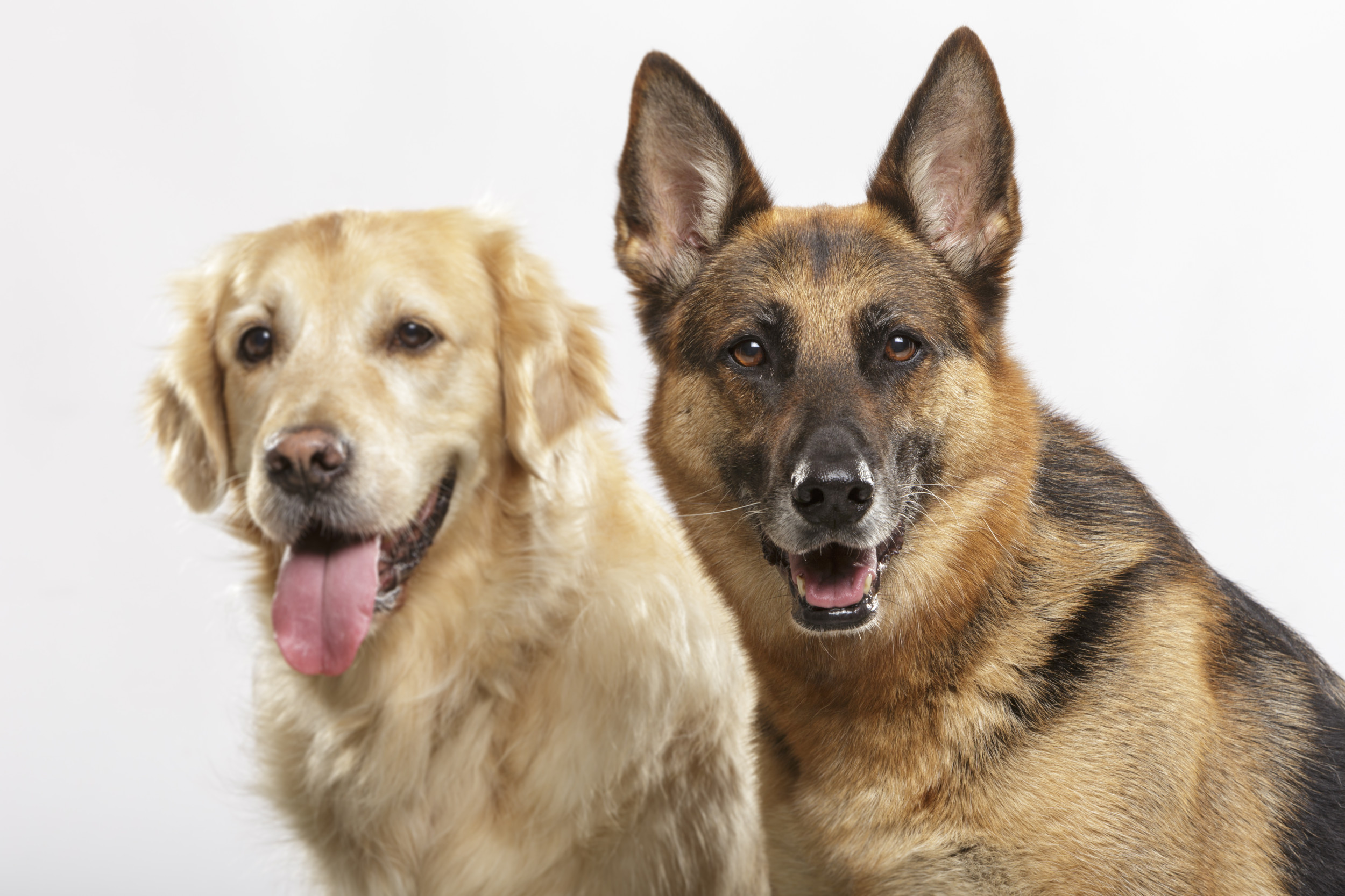 Golden Retriever, German Shepherds Spaghetti Eating Competition Goes Viral
