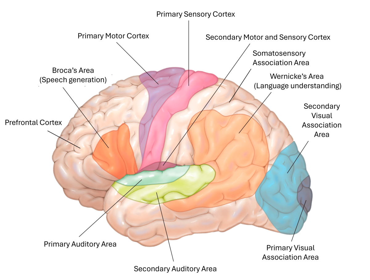 Lateral View Of The Human Brain