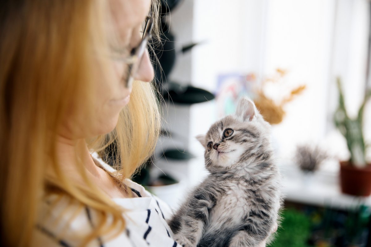 kitten looking at owner