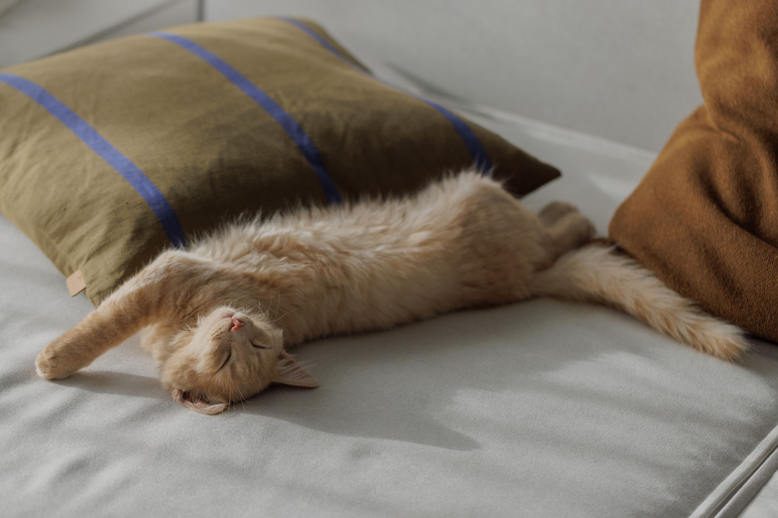Owner "lowkey panicking" about kitten as she's forced back to work