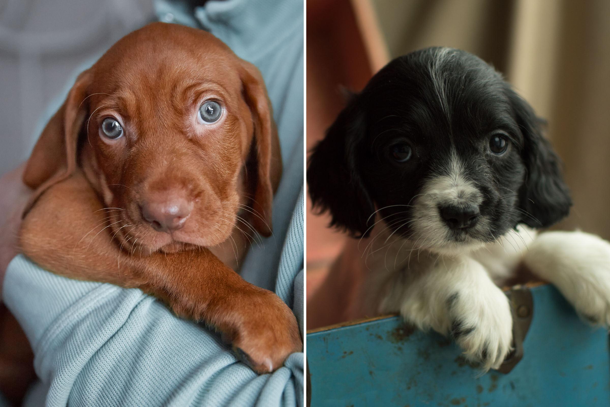 Internet Obsessed With What Springer Spaniel and Vizsla Puppy Looks Like