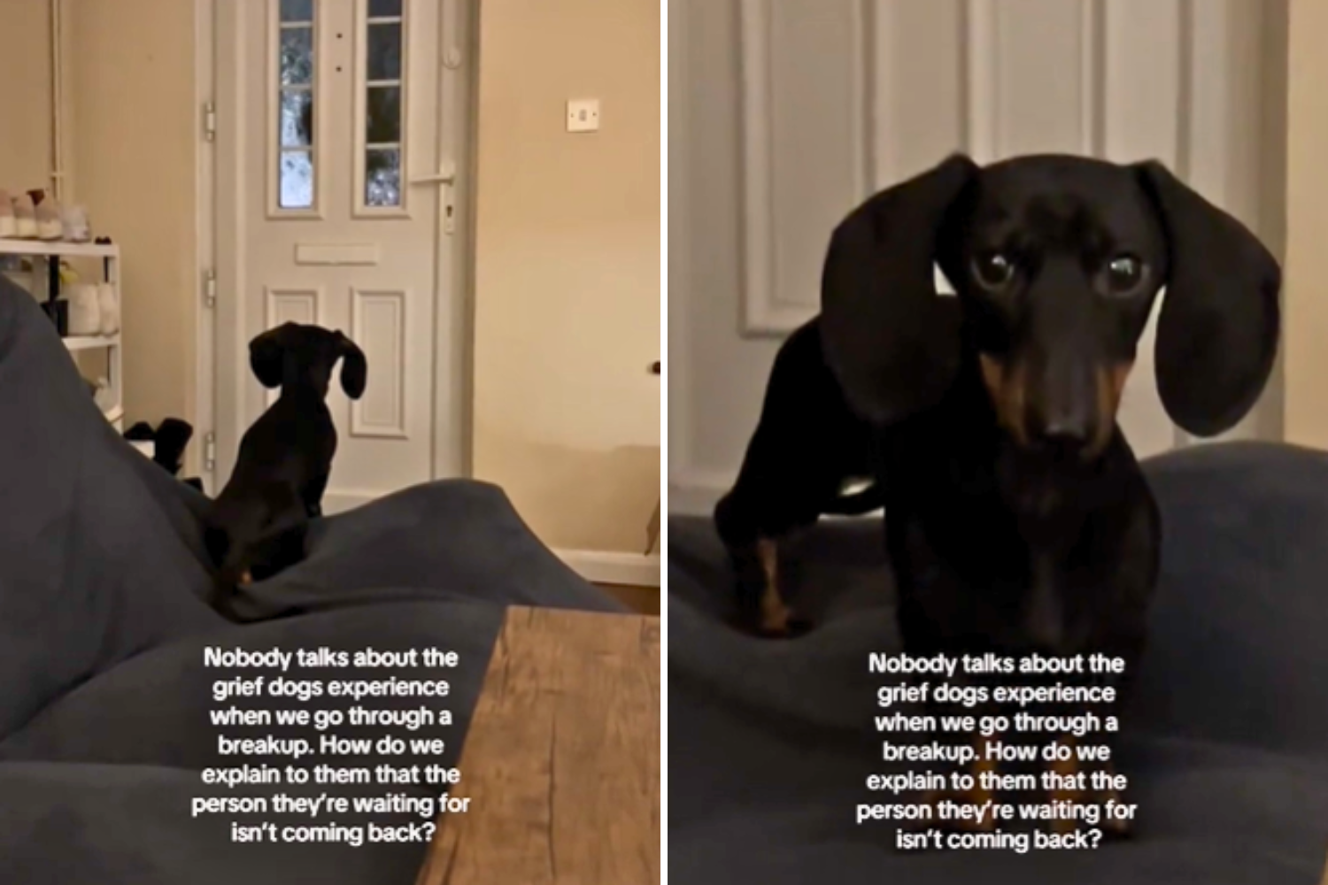 Dog owner reveals the hardest part of a breakup "nobody talks about"