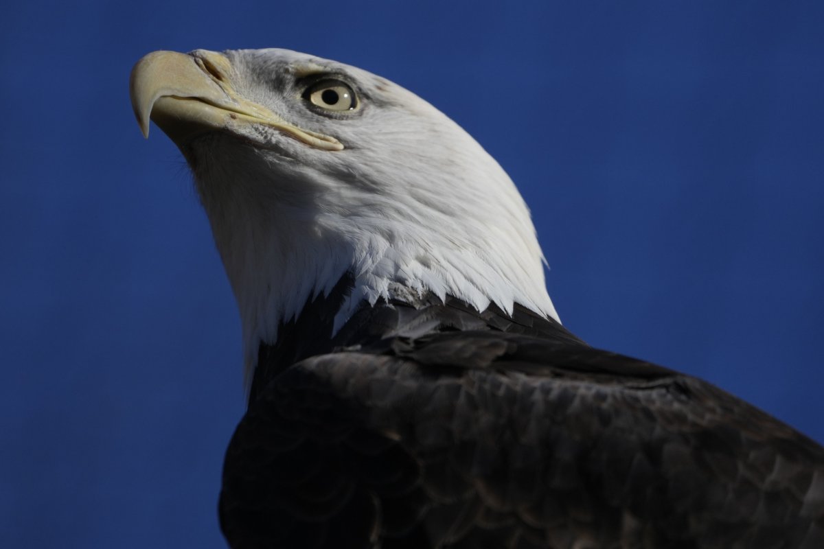 A bald eagle