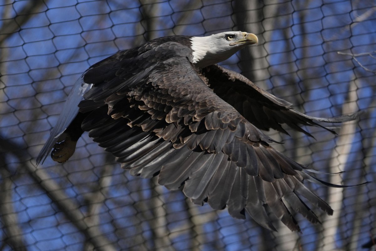 a bald eagle in flight