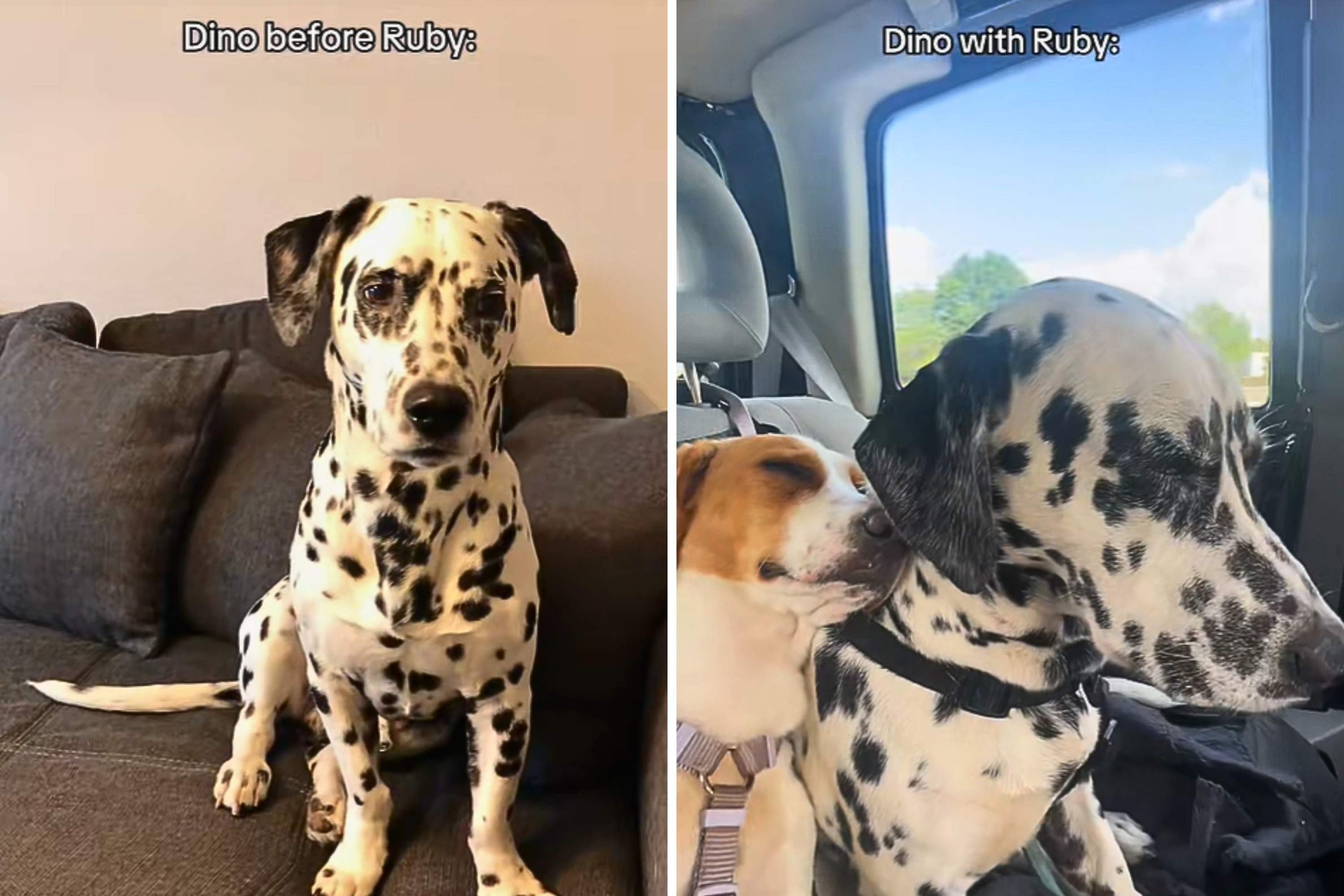 Dalmatian With Dwarfism Gets Sibling, His Personality Quickly Changes