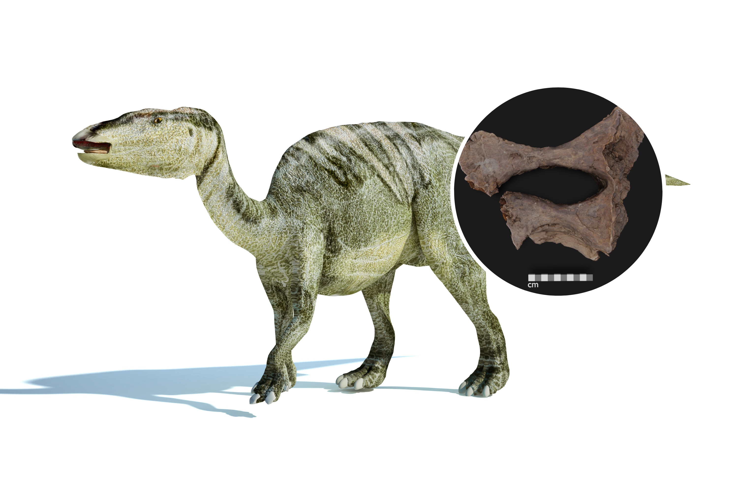 Dinosaurs: Groundbreaking Revelation Settles 30-Year-Old Debate