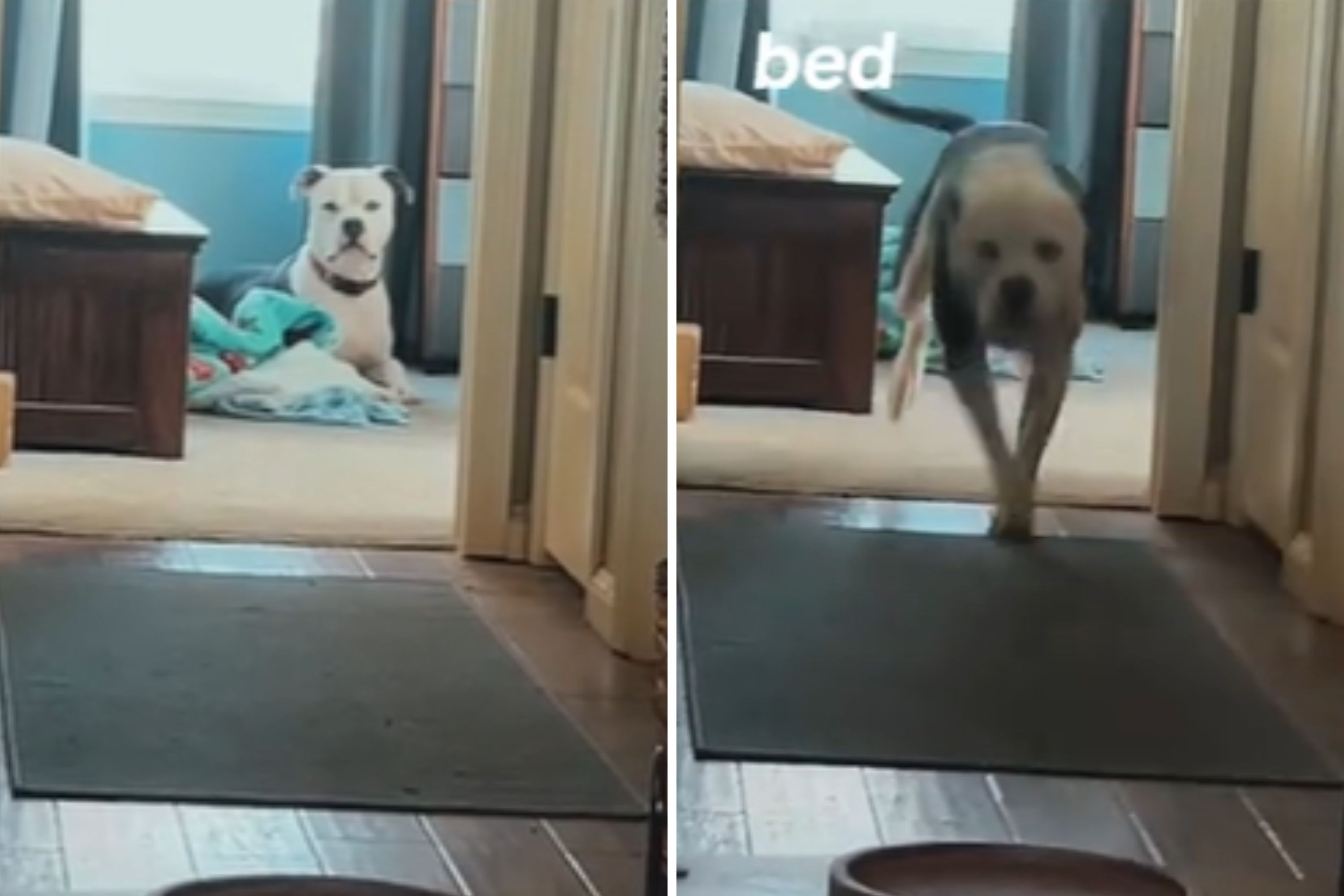 Hearts Melt Over the Only Thing Rescue Dog Always Comes Running To