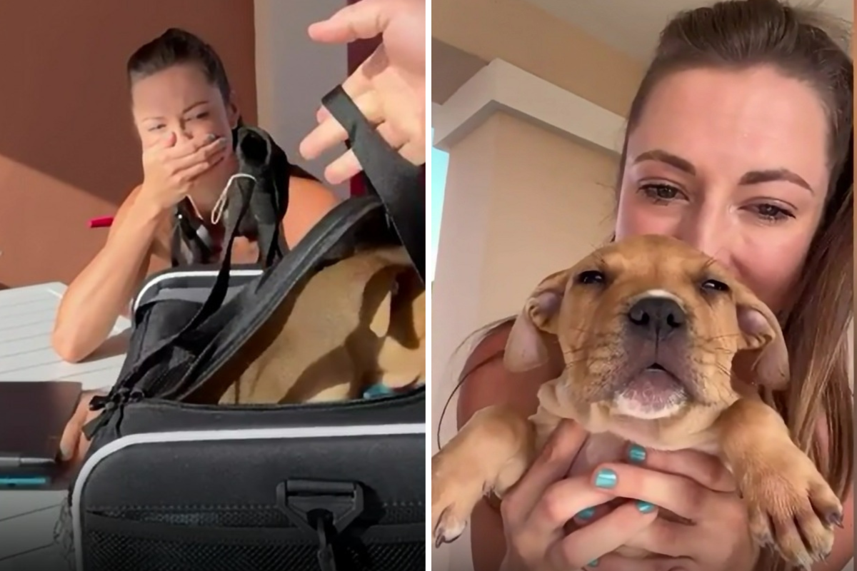 Puppy surprise
