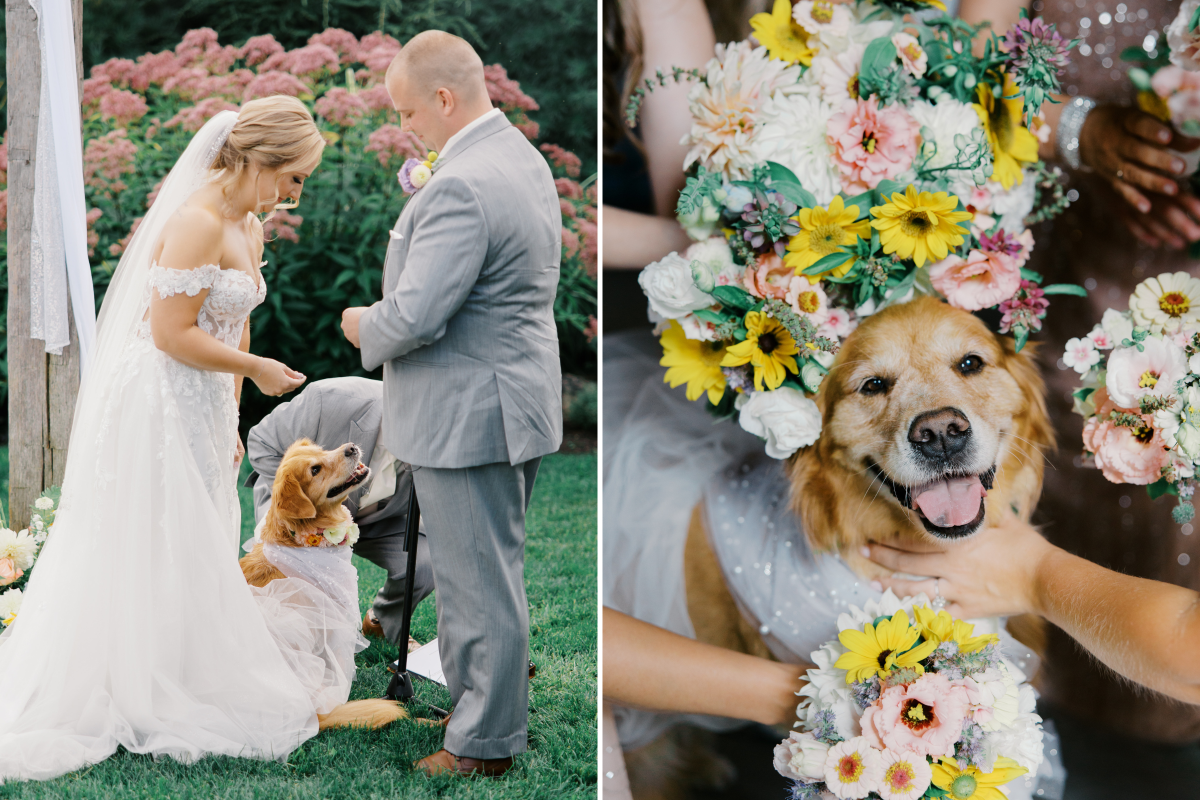 Dog on wedding day