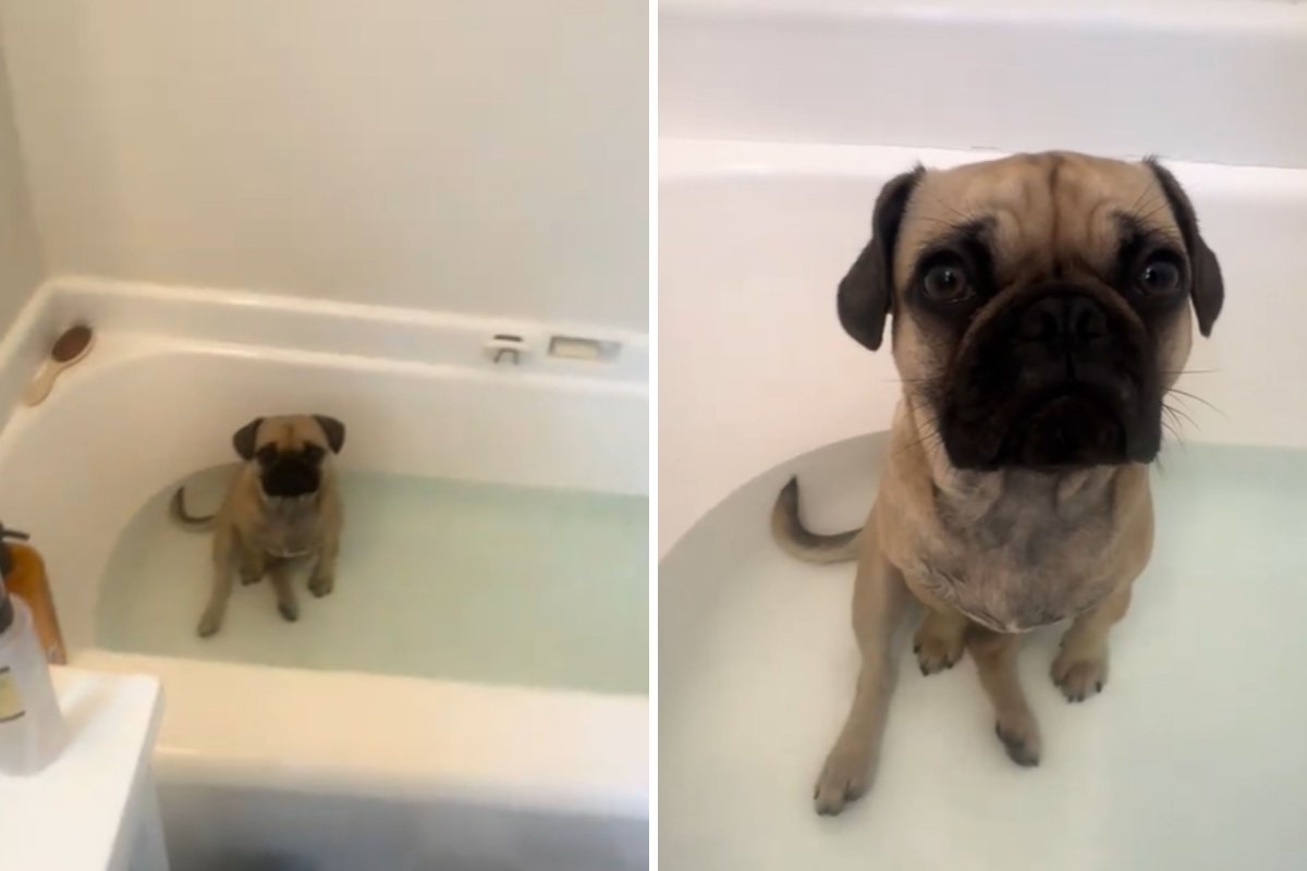 Pug steals owner's bath