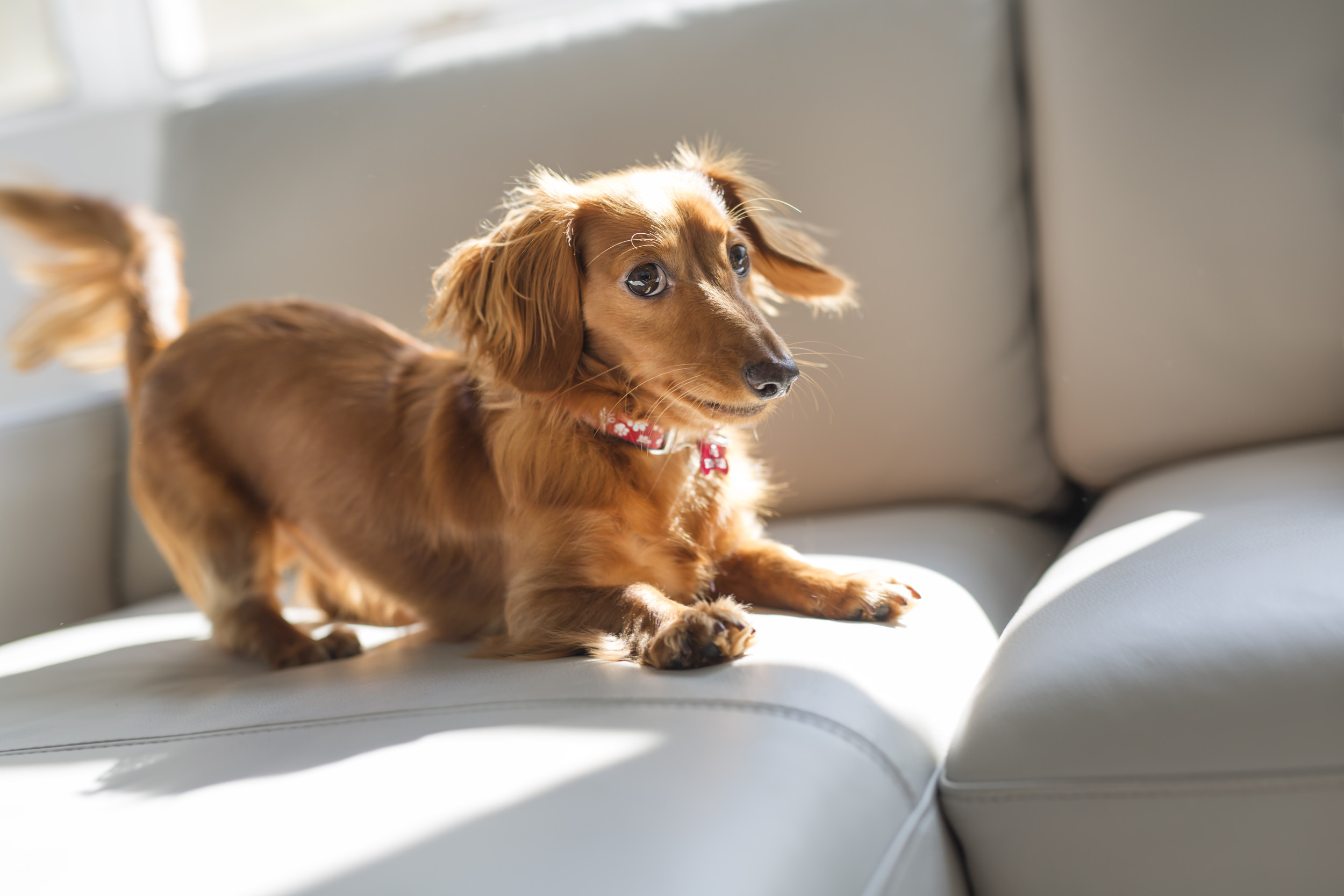 Tiny Puppy Causing Mischief Leaves Internet in Stitches: Knows Hes Bad