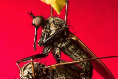 A judge's gavel resting on a pile of one-dollar bills
